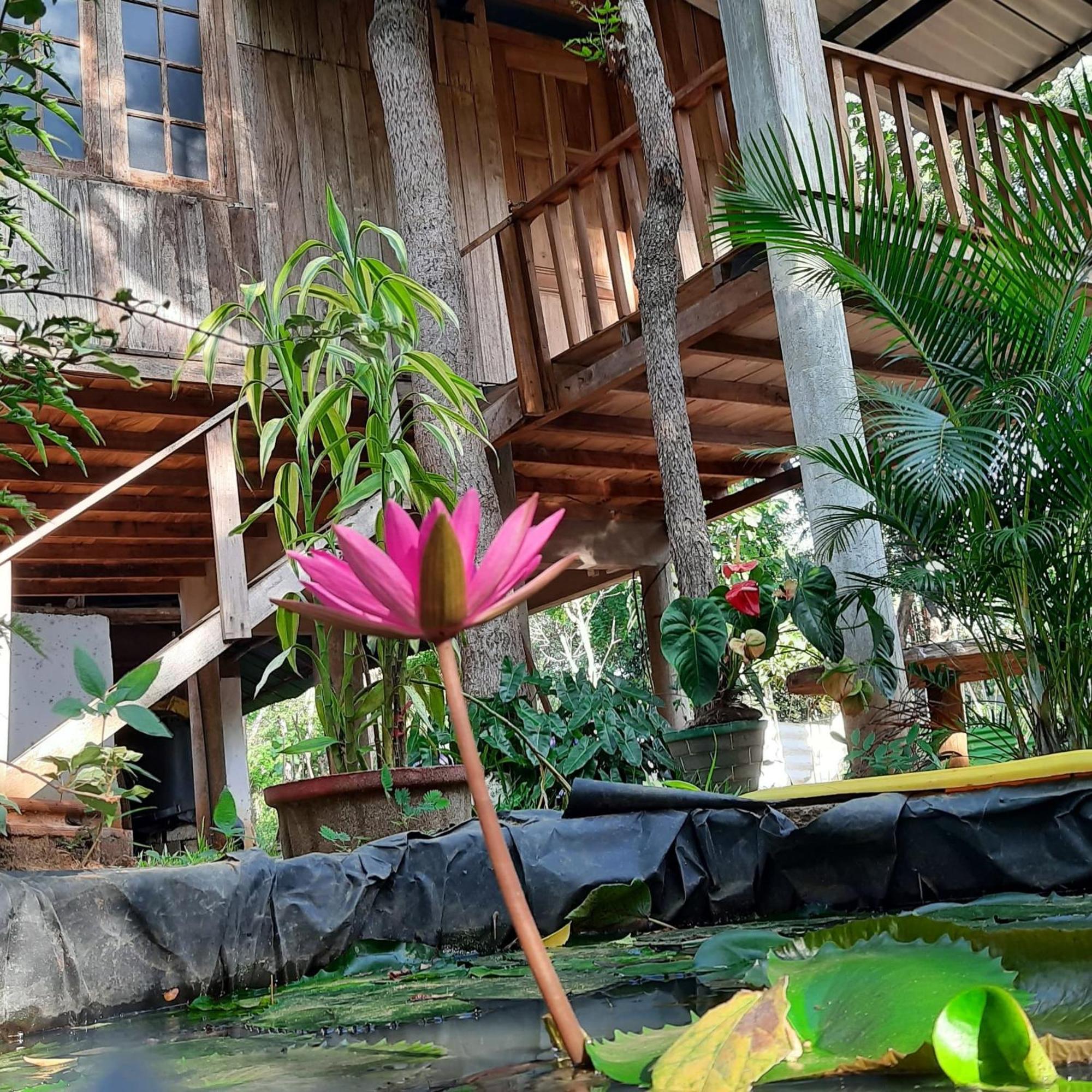 Ruk Sewana Villa Tree House سيغيرِيا المظهر الخارجي الصورة